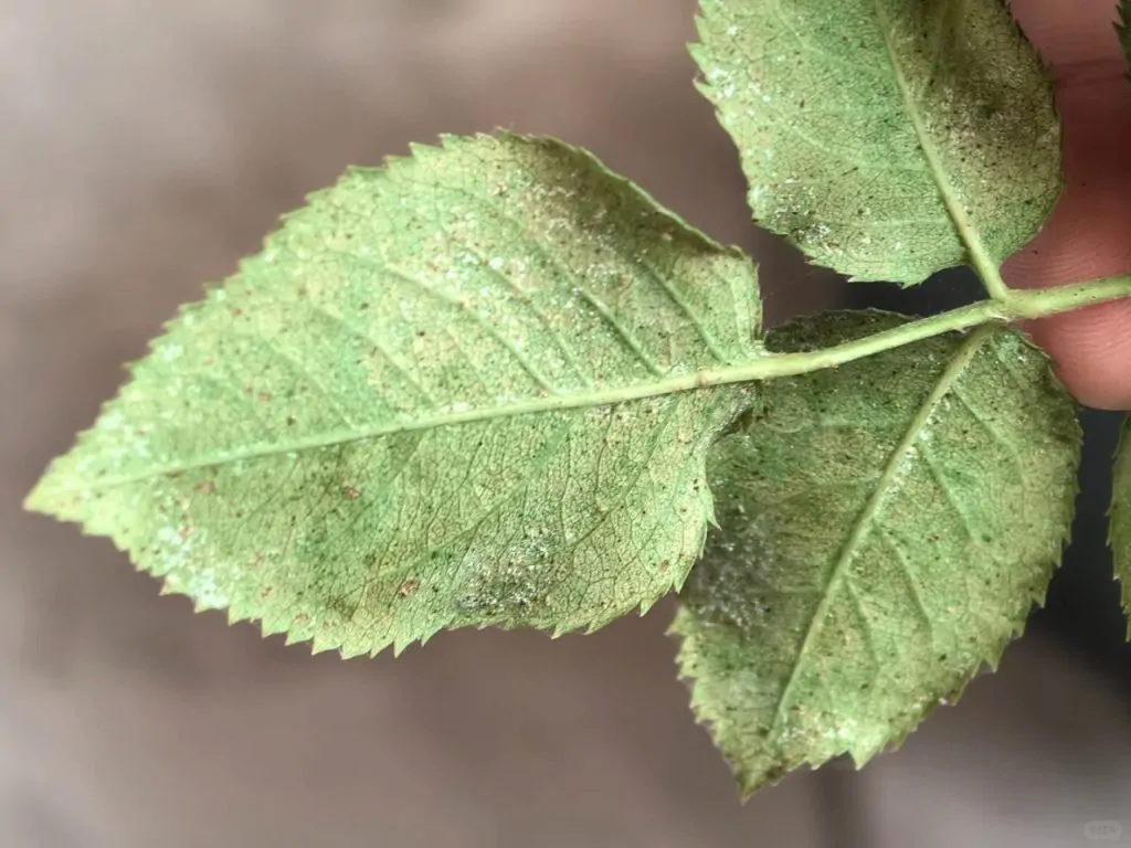 Tiny red or brown specks visible moving on the underside of leaves (the mites themselves).