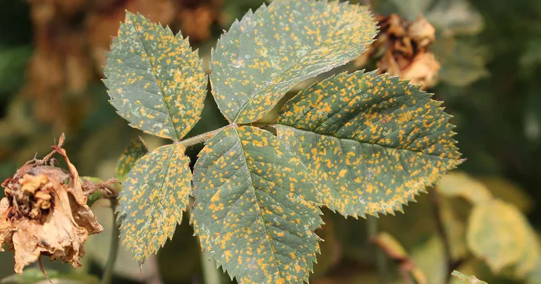 Orange to brown spore pustules (sori) on the underside of the leaf.
