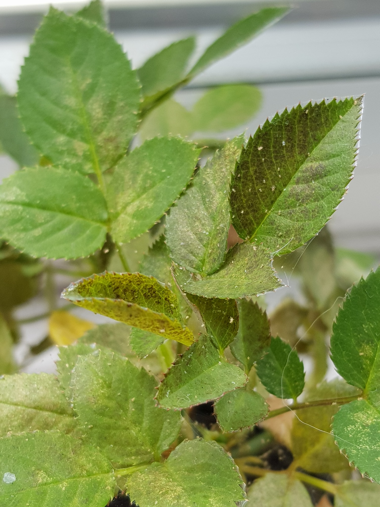 Red Spider Mite