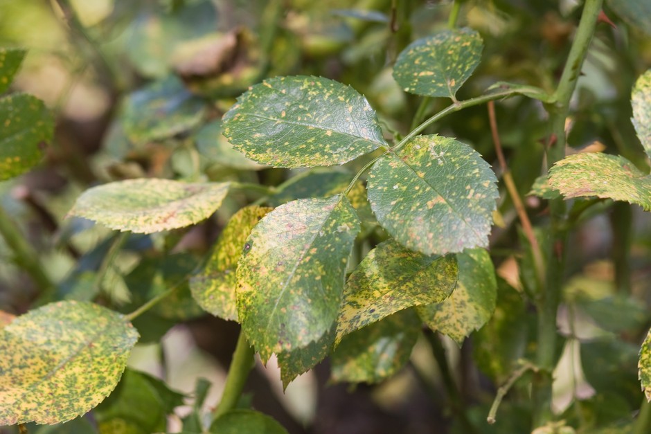 Corresponding yellow patches on the upper leaf surface, mirroring the rust sori below.