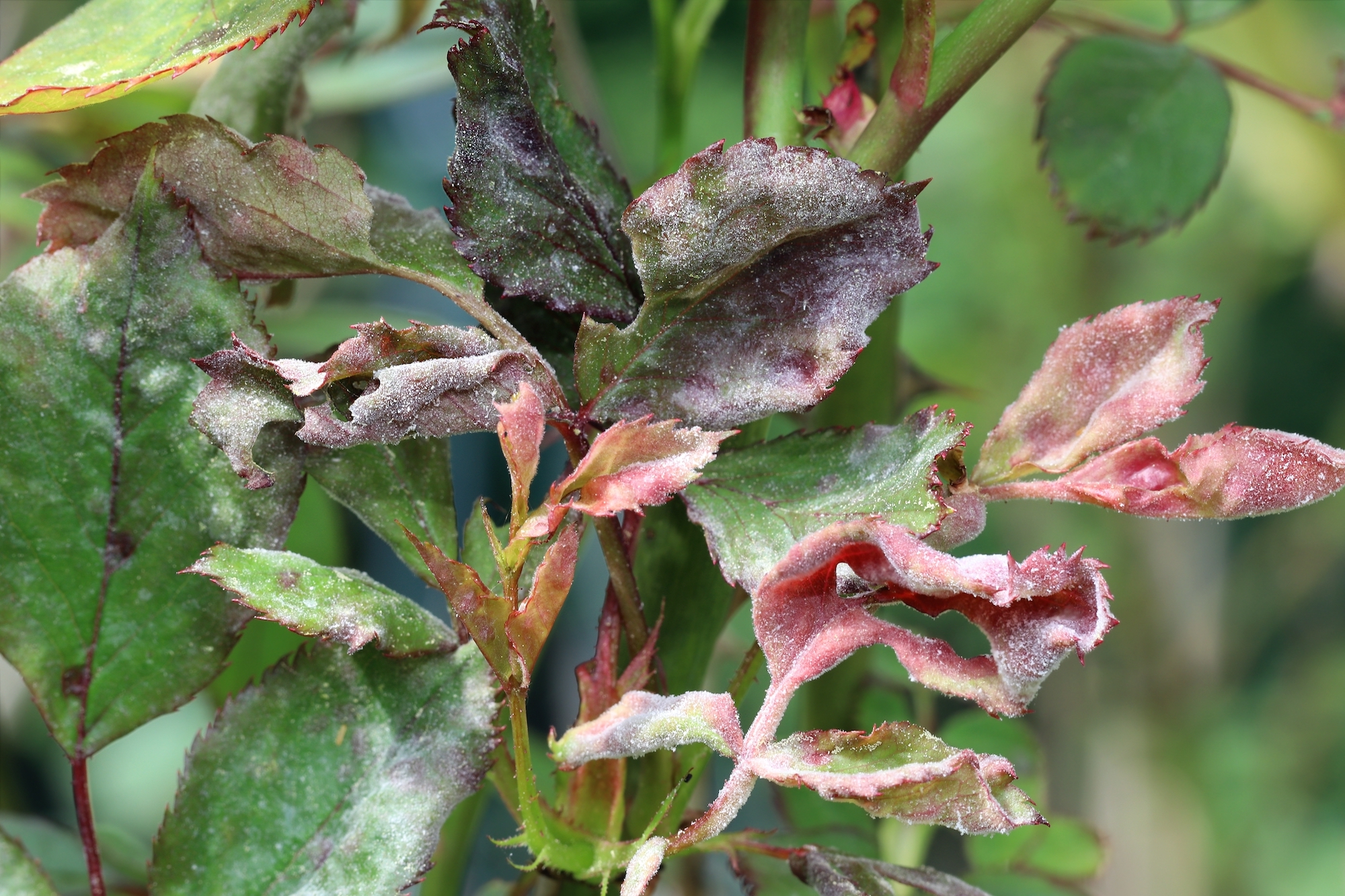 Curling and distortion of the foliage.