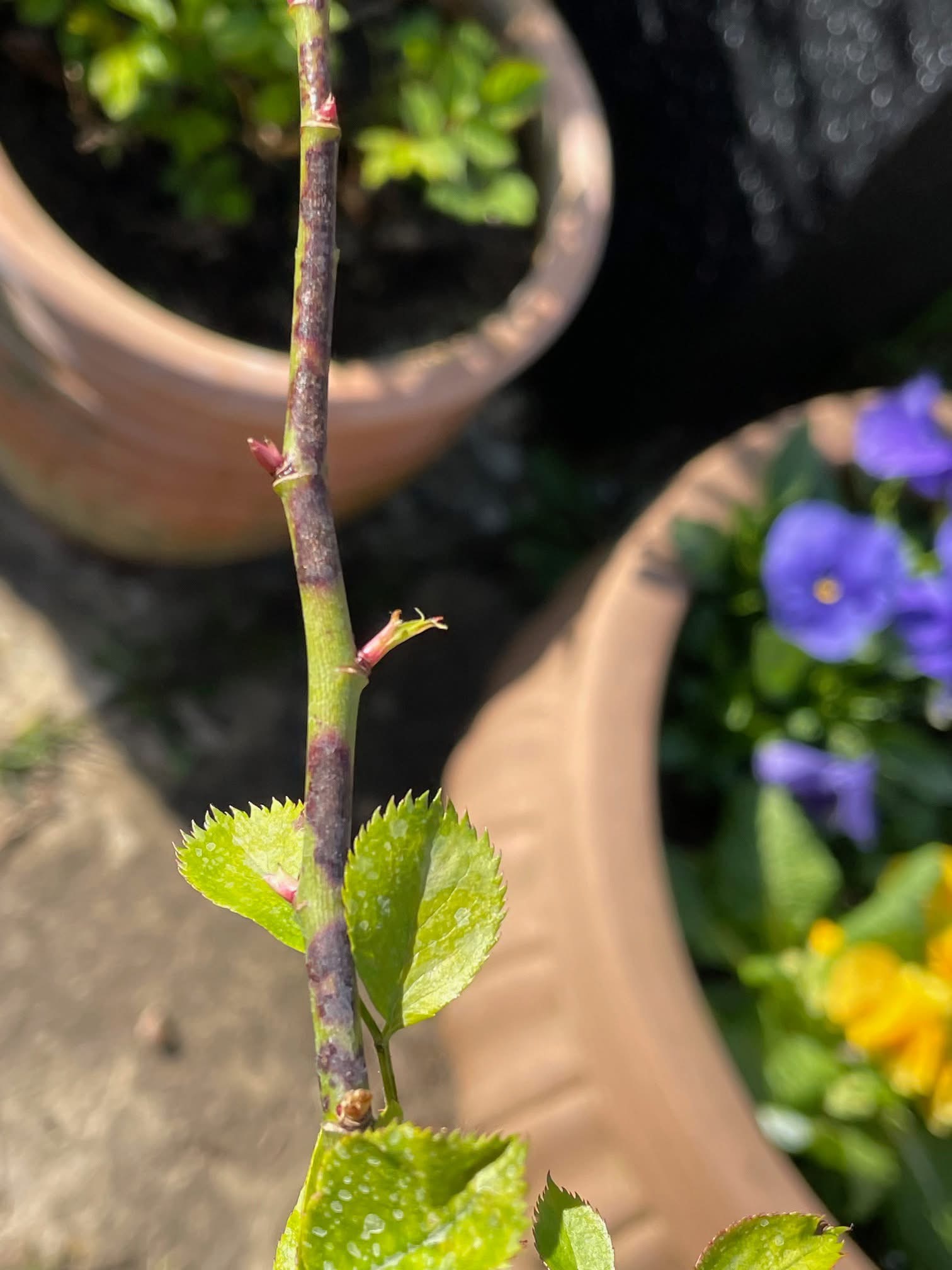 Stem Canker