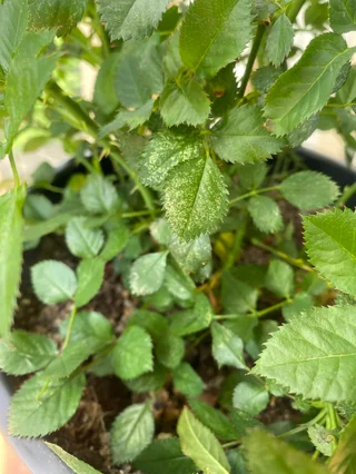 The upper leaf surface displays dense, pinpoint-sized yellow or white stippling marks caused by spider mite feeding, giving the foliage a finely speckled, dusty chlorotic appearance.