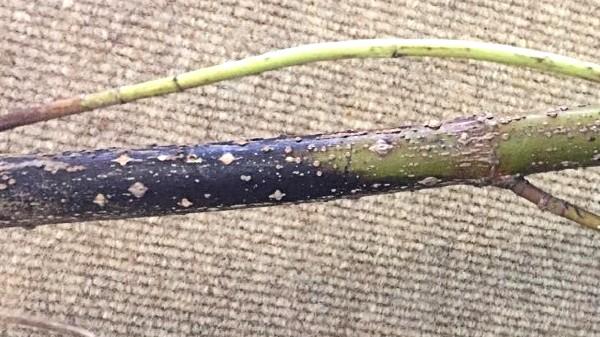 Elongated dark lesions running along the cane, sunken into the bark.