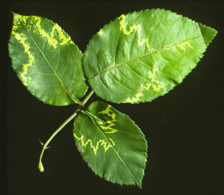 Rose Mosaic Virus