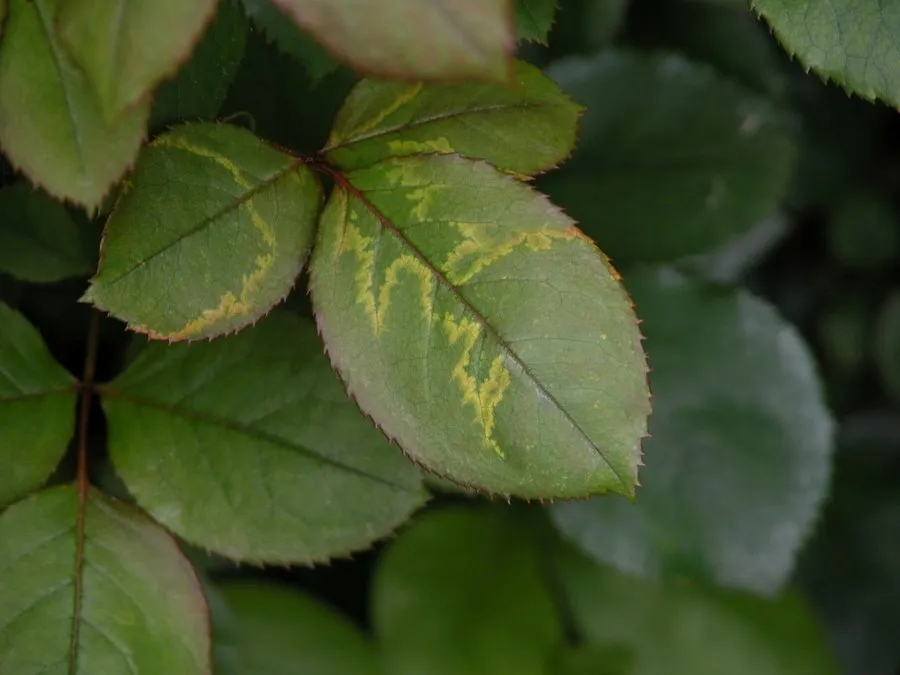 Rose Mosaic Virus