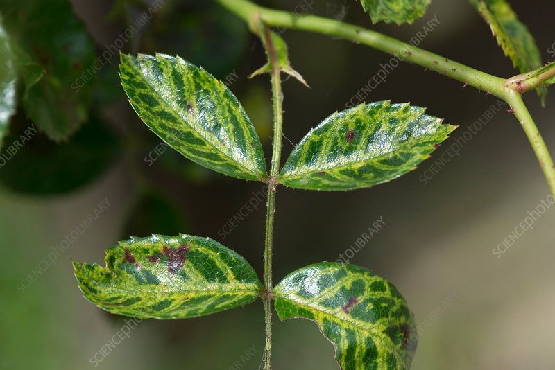 Vein-banding — leaf veins turn yellow against the green background.