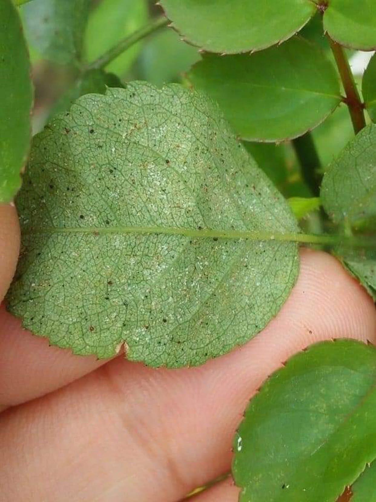 Damage concentrated on the underside of the leaf blade.