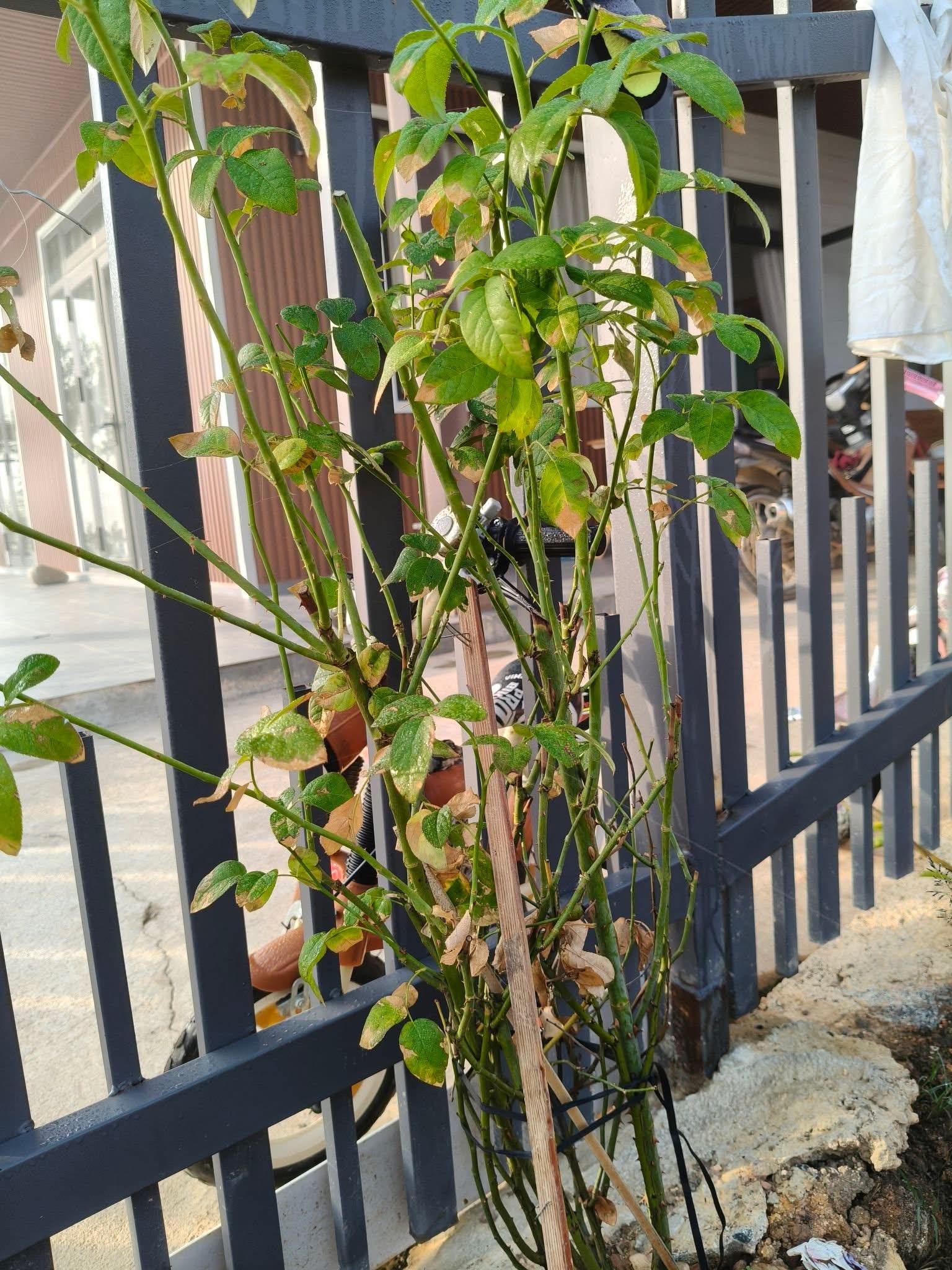 Thiếu ánh sáng