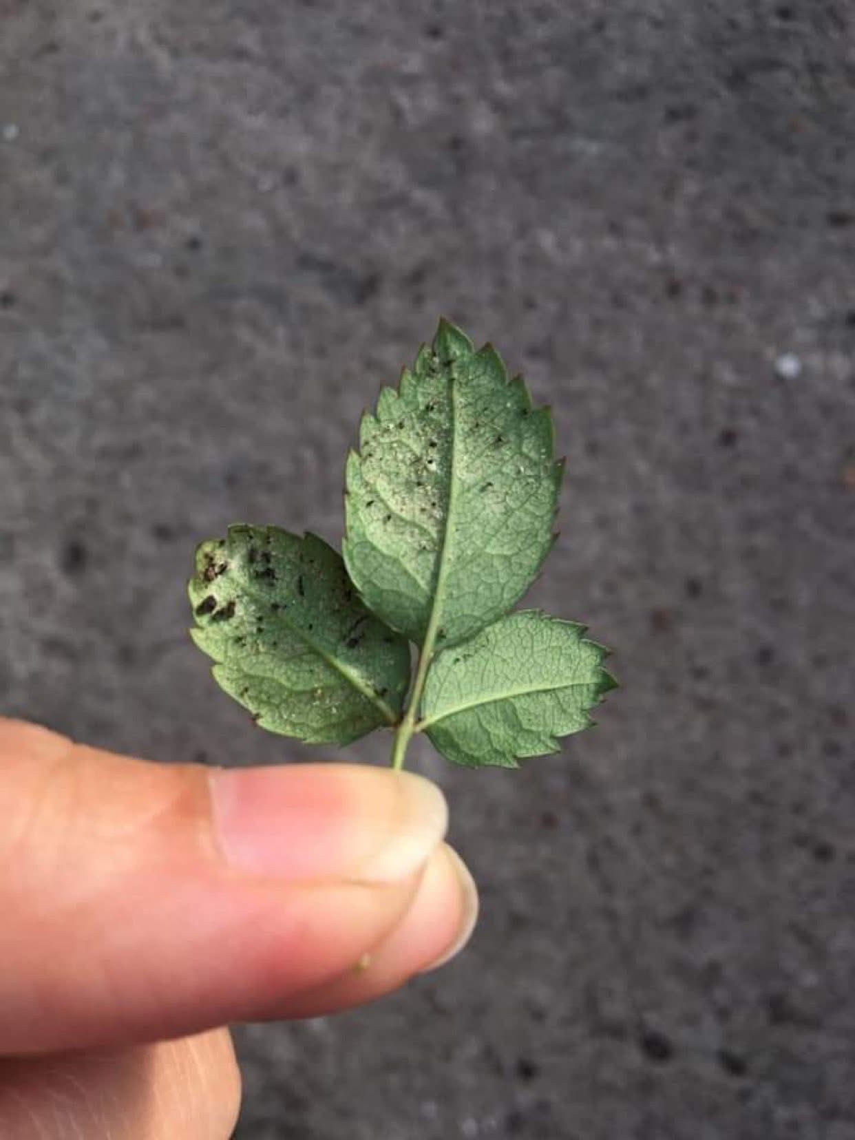 Tiny red or brown specks visible moving on the underside of leaves (the mites themselves).
