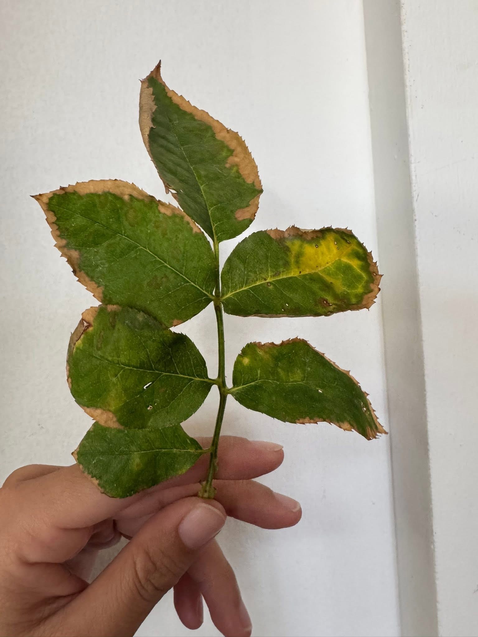 Clearly defined scorch marks on the leaf surfaces that received direct sun, with shaded areas of the same leaf unaffected