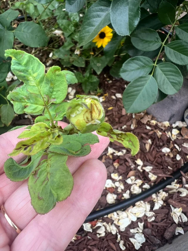 Discoloured leaves with persistent scarring after thrips feeding.