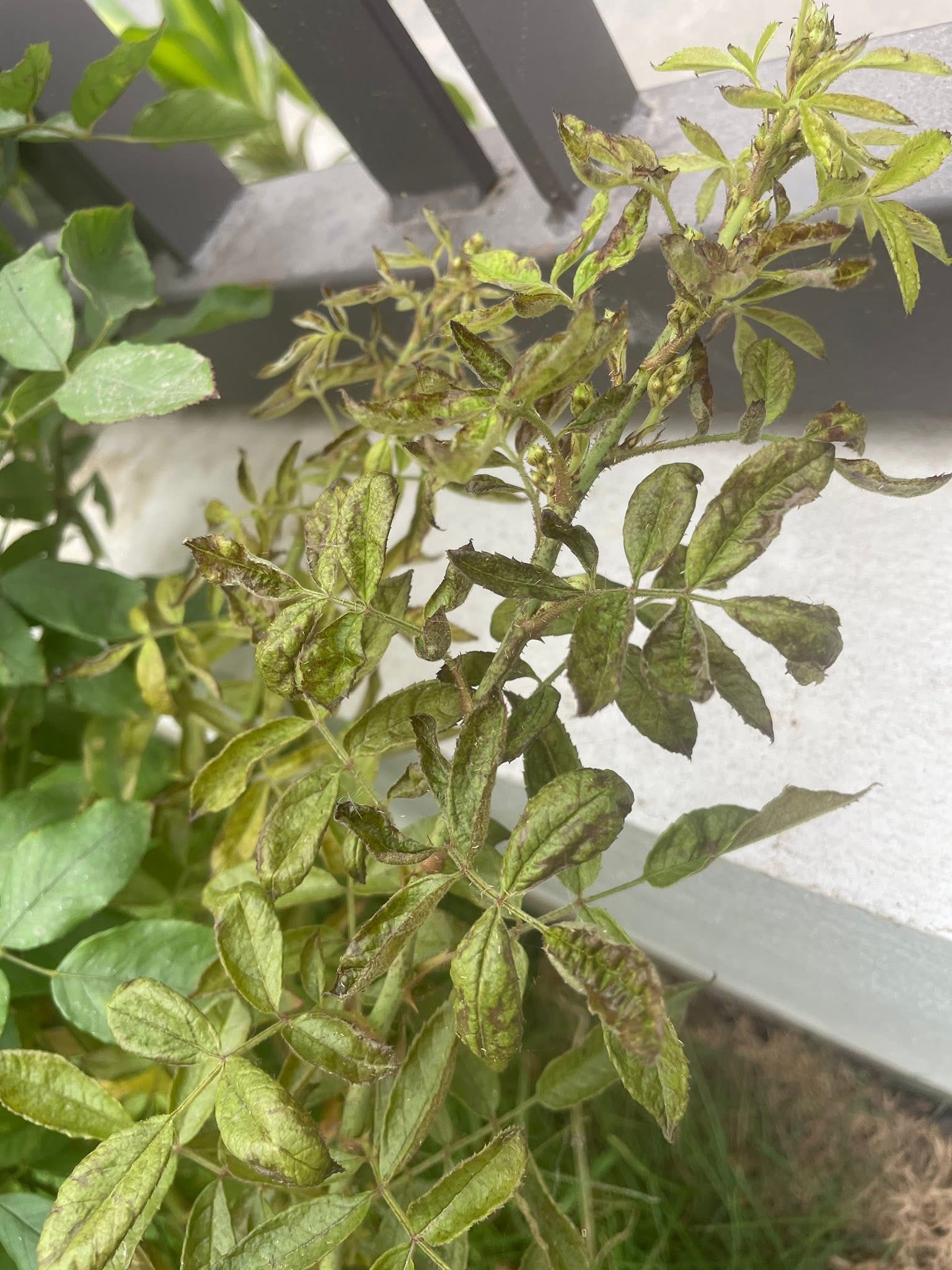 Diffuse dark brown blotches on the upper surface of mature leaves.
