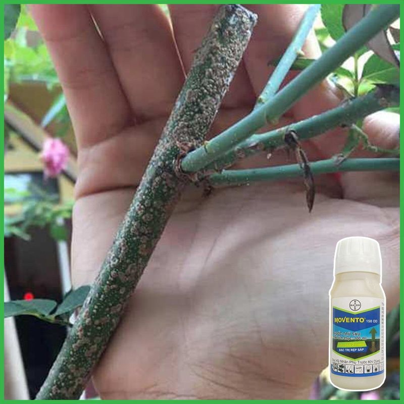 Scale insects: small brown, grey, or white bumps fixed firmly to stems and canes that do not dislodge with light touch.