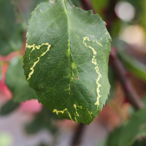 Yellow mosaic patterning on leaves.