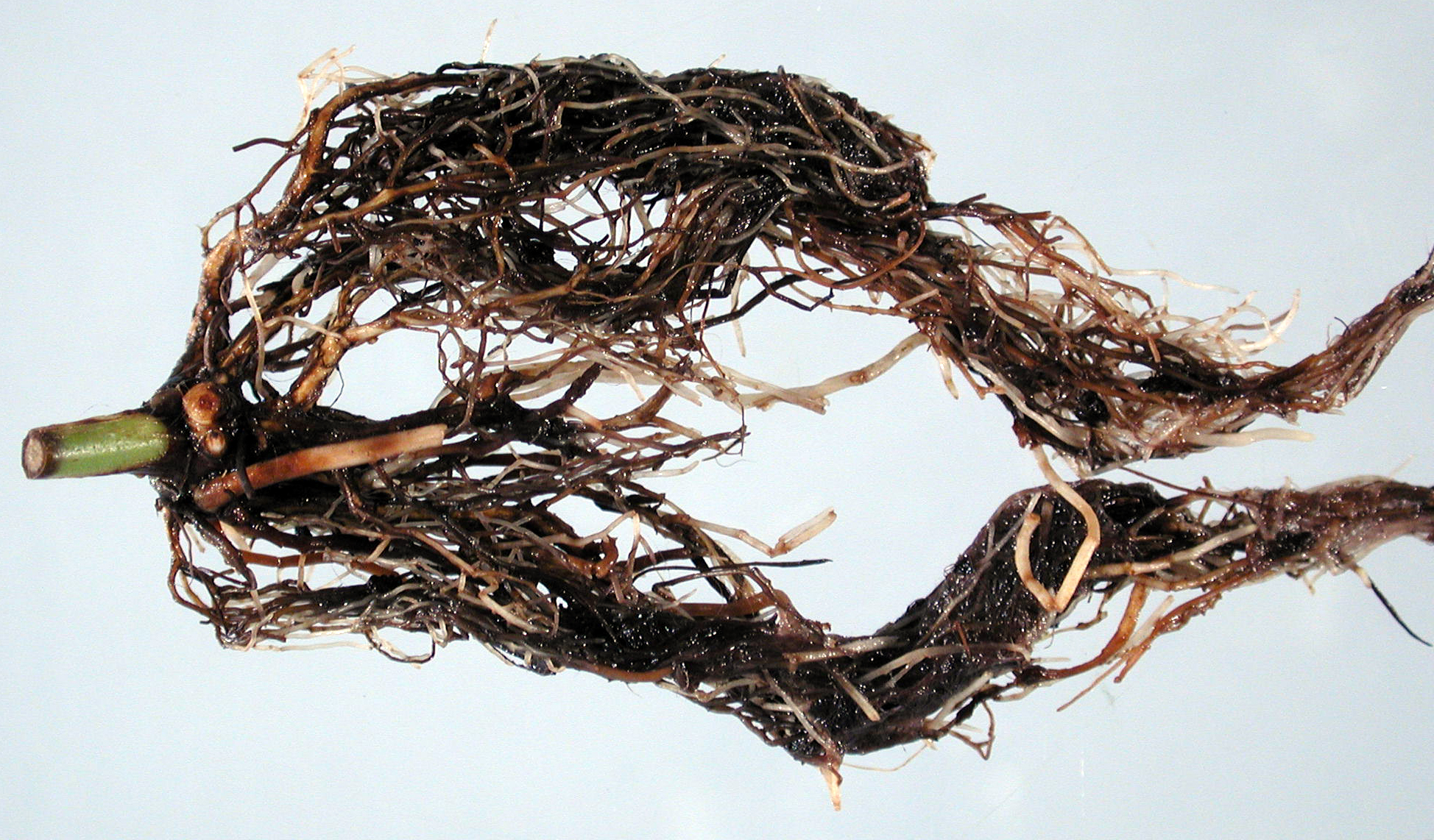 Roots turning black, soft, and foul-smelling.