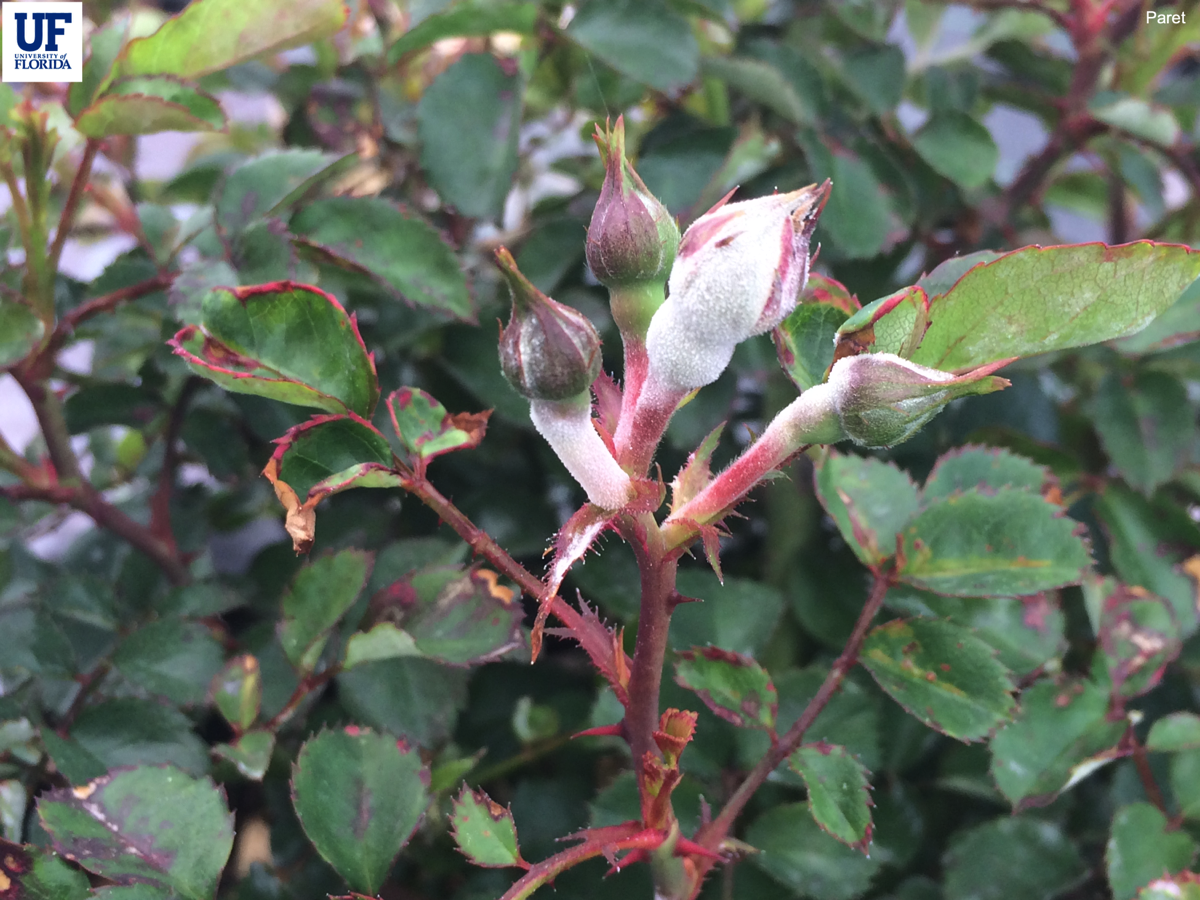 Powdery Mildew