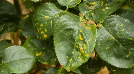 Corresponding yellow patches on the upper leaf surface, mirroring the rust sori below.