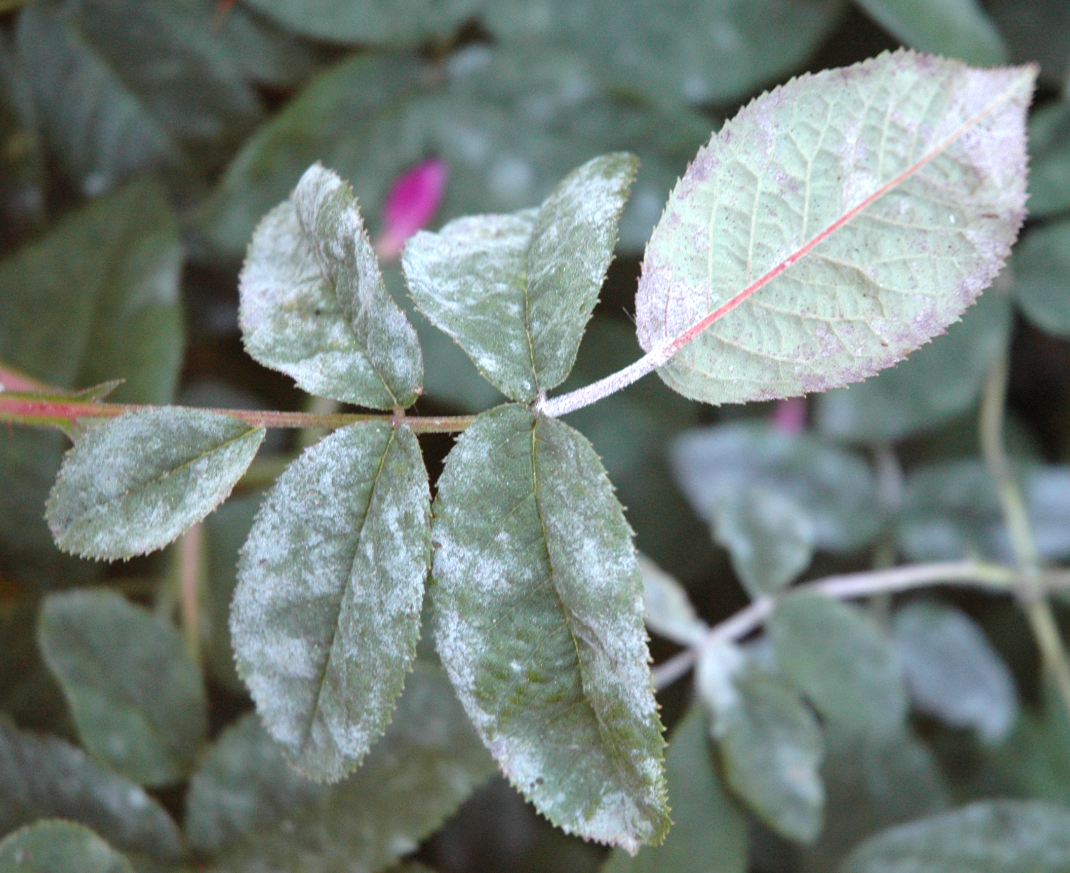 The bloom appears on both leaf surfaces (especially the upper side).