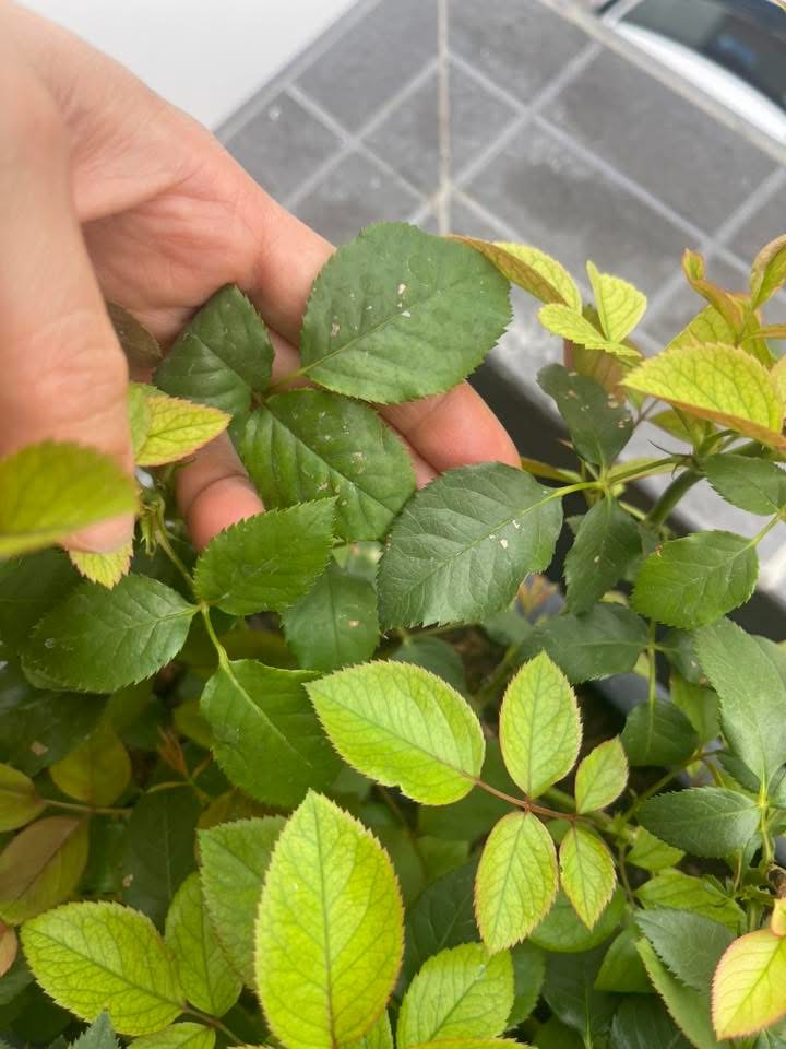 Triệu chứng bắt đầu từ lá non phía trên — lá già phía dưới vẫn xanh bình thường