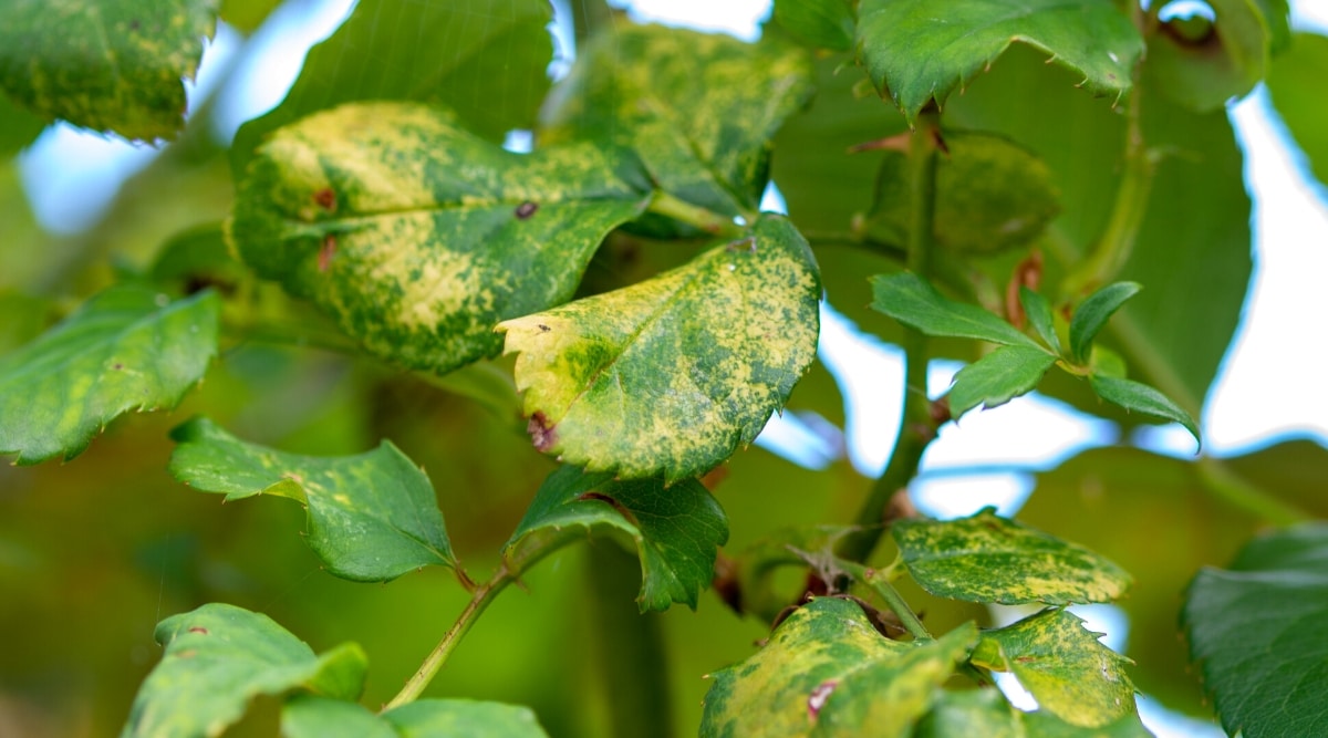 Older (lower) leaves uniformly yellow across the whole blade — a flat, even chlorosis, not patterned along the veins