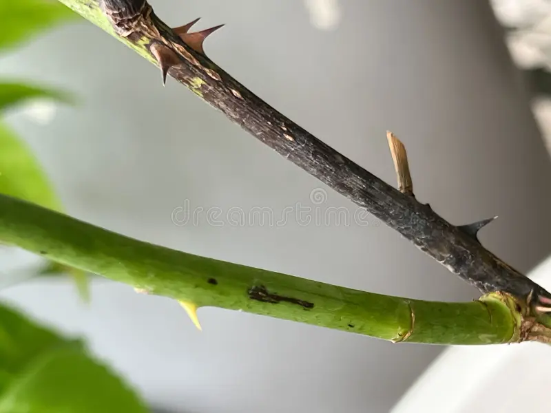 Bark splitting and drying out over the lesion.