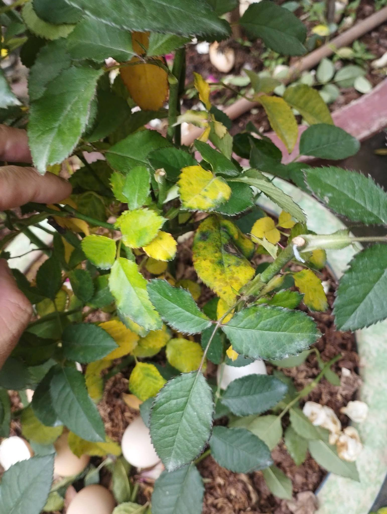 Chlorosis advances from the older (lower) leaves upward — the signature pattern of a mobile-nutrient (N) deficiency