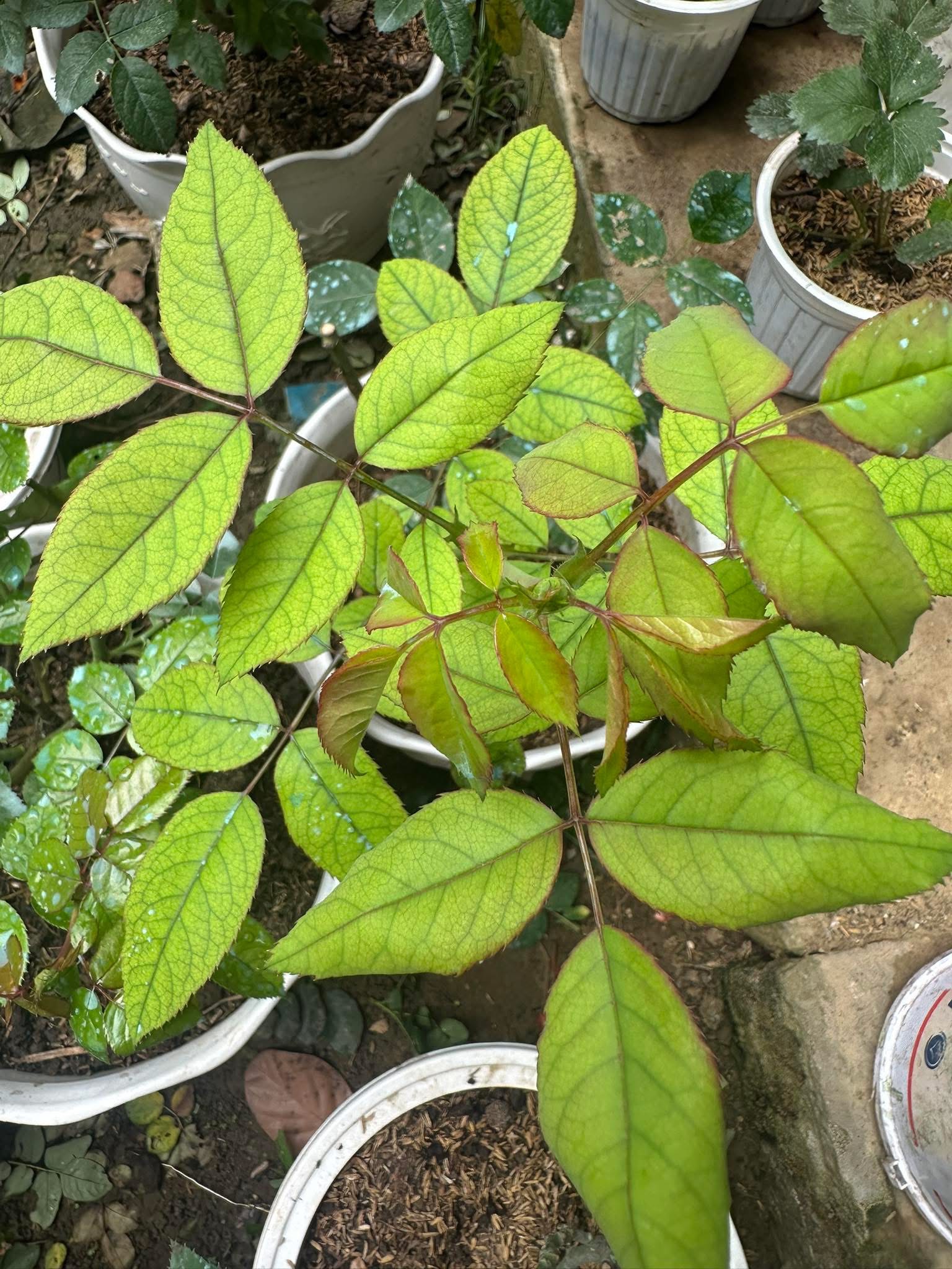 Lá non vàng tươi rõ với gân lá xanh đậm tương phản — đặc trưng Fe (Mn/Mg vàng nhạt đều, không có tương phản gân/thịt rõ)