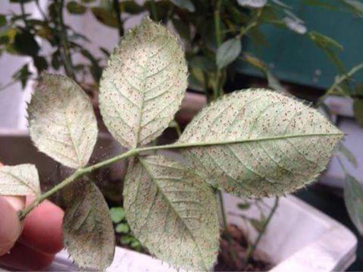 Damage concentrated on the underside of the leaf blade.