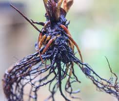 Roots turning black, soft, and foul-smelling.
