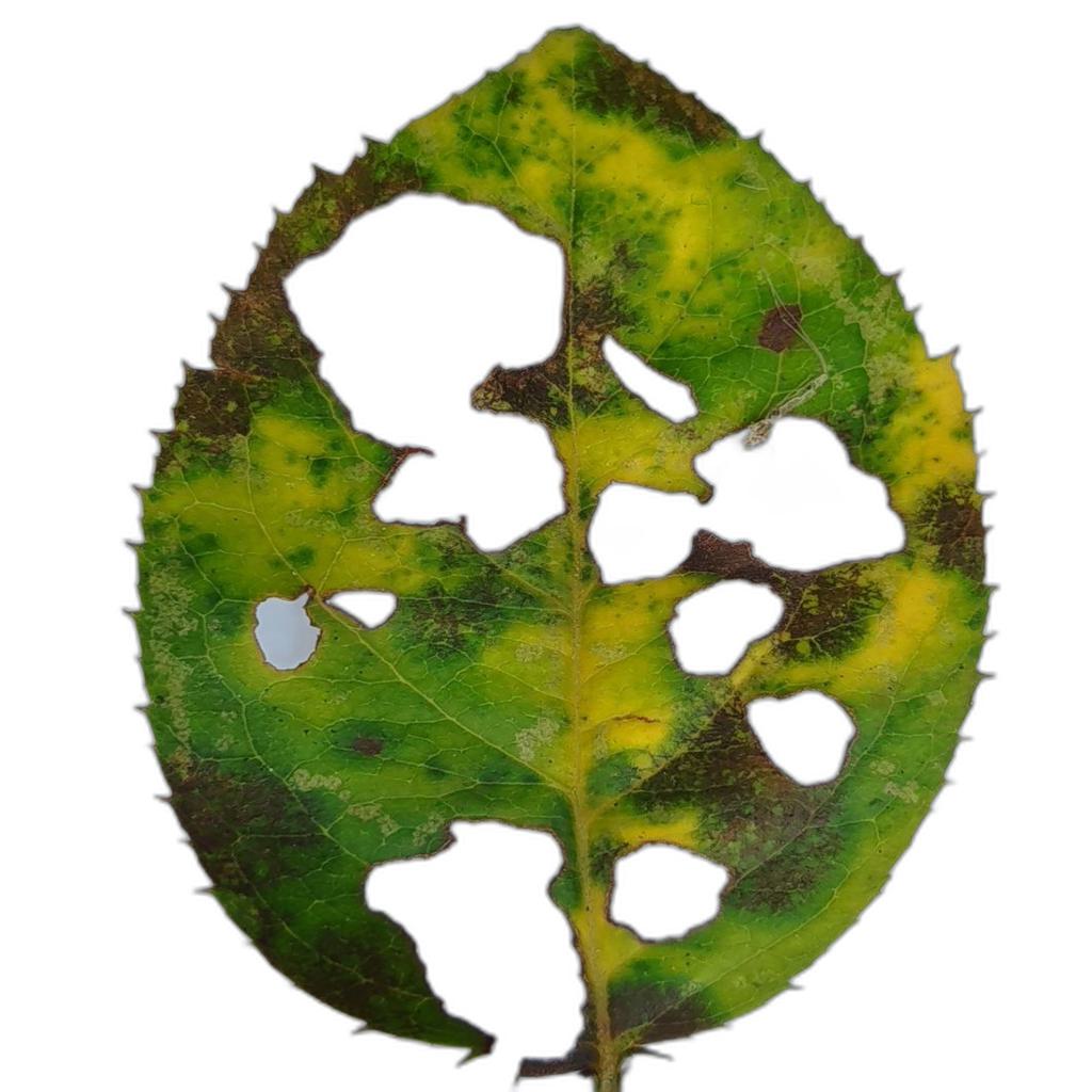 Irregular holes through the leaf blade with veins often left intact (leaf-eating caterpillars).