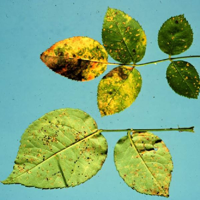 Yellow spots or halo on the upper leaf surface around lesions (especially early-stage before orange spores form)