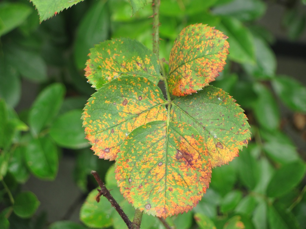 Corresponding yellow patches on the upper leaf surface, mirroring the rust sori below.