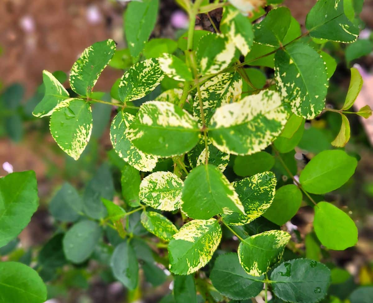 Rose Mosaic Virus