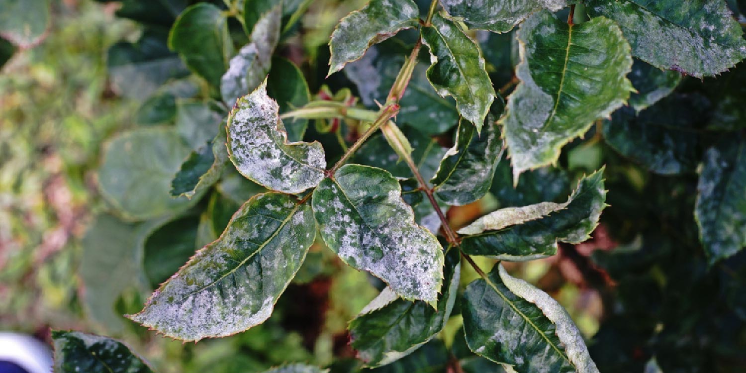 The bloom appears on both leaf surfaces (especially the upper side).