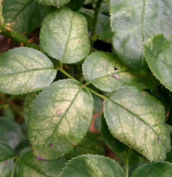 The upper leaf surface displays dense, pinpoint-sized yellow or white stippling marks caused by spider mite feeding, giving the foliage a finely speckled, dusty chlorotic appearance.