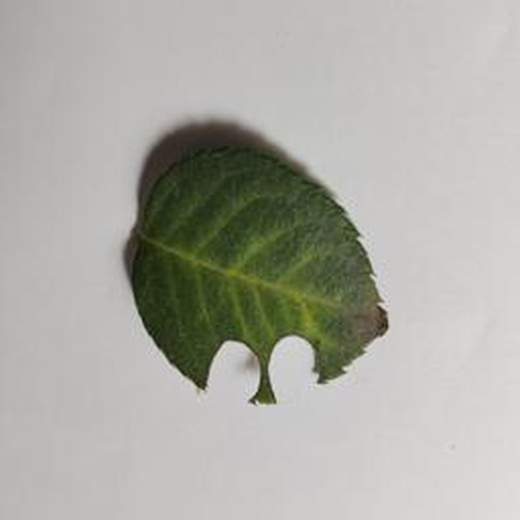 Tidy semi-circular or arc-shaped notches cut from leaf margins (leaf-cutter bee).