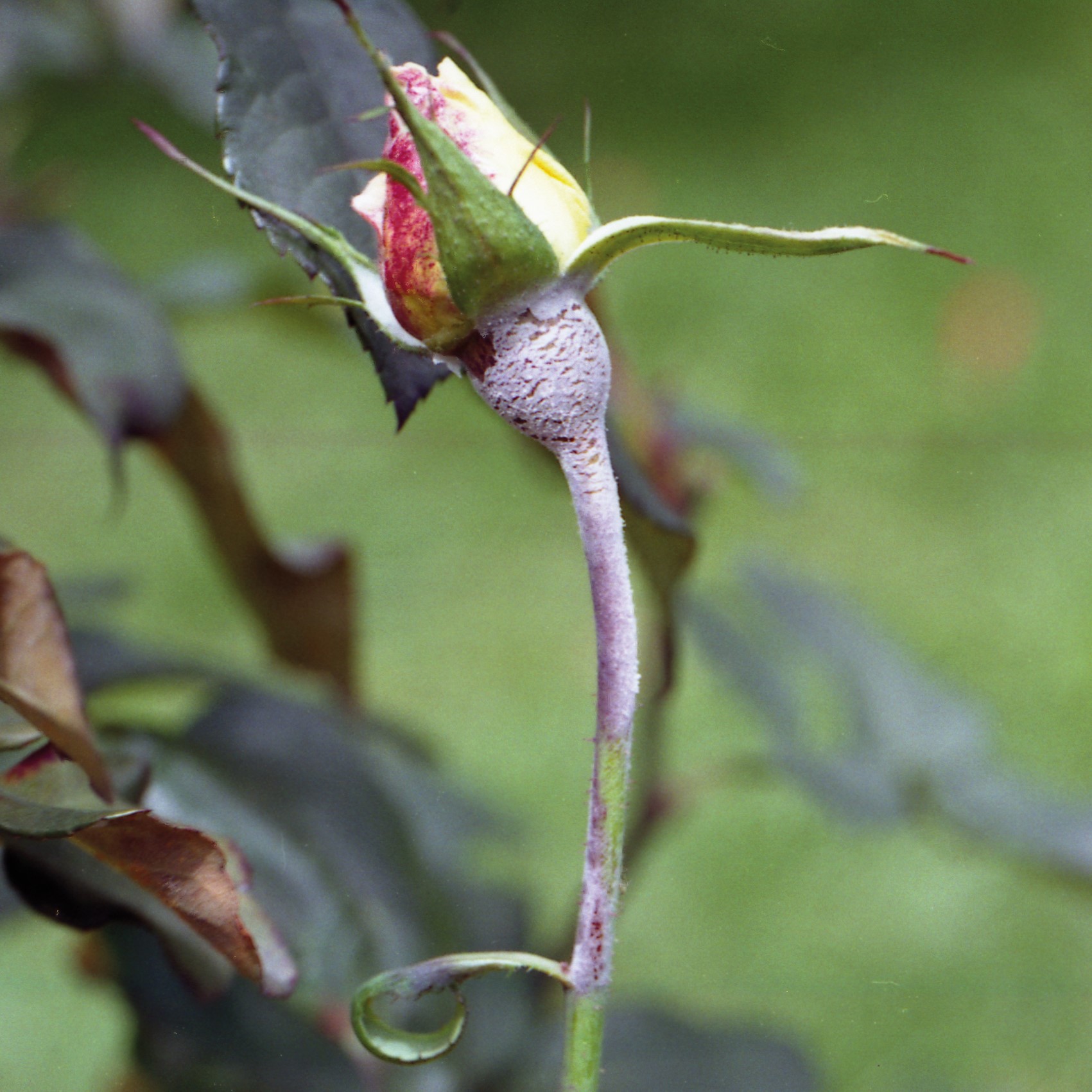 A white, powdery coating on leaves, shoots, and stems.