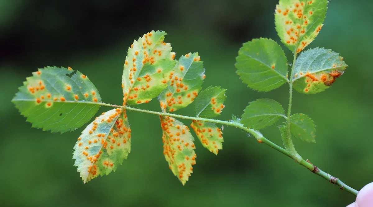 Orange to brown spore pustules (sori) on the underside of the leaf.