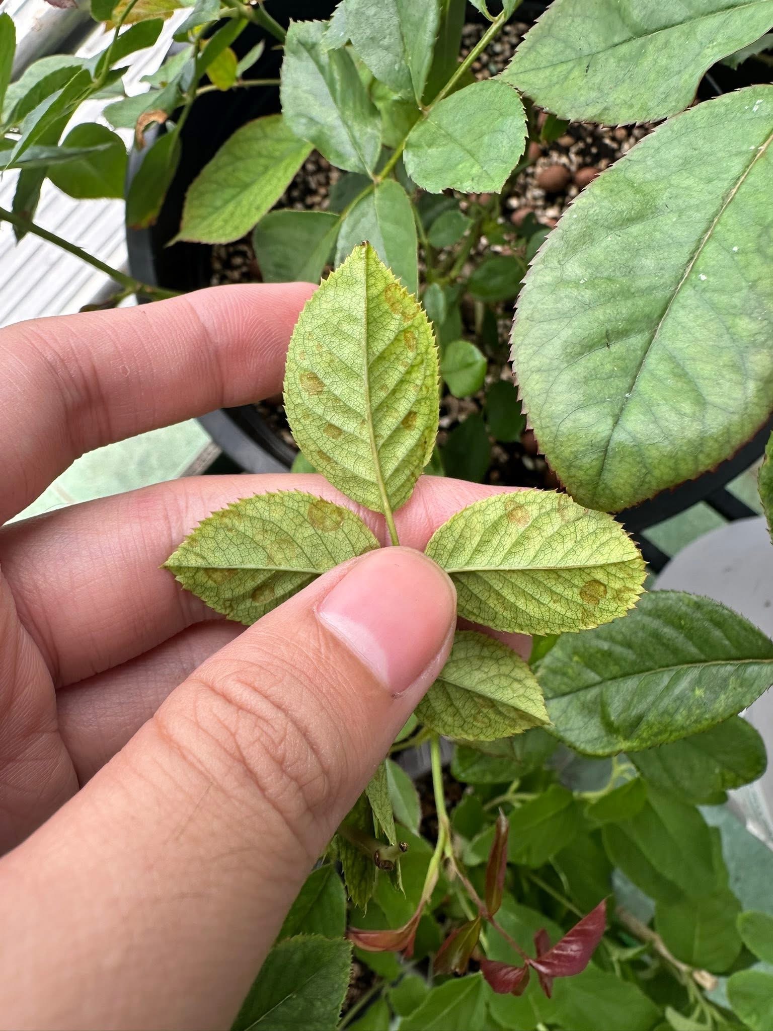 Pale grey spots appear on the leaves in severe cases — this spotting is specific to Mn (it does not occur with Fe or Mg)