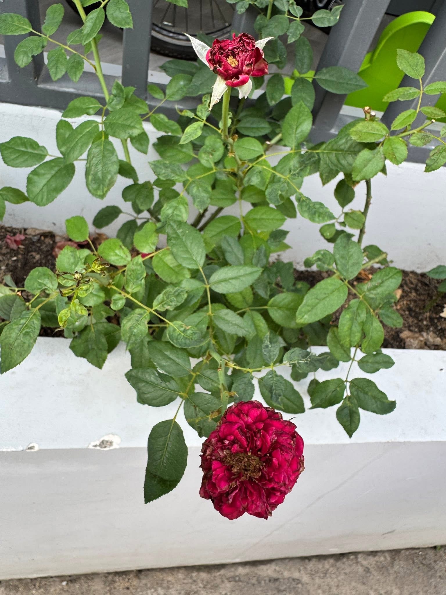 Petals scorched and blackened; flowers wither and rot prematurely.