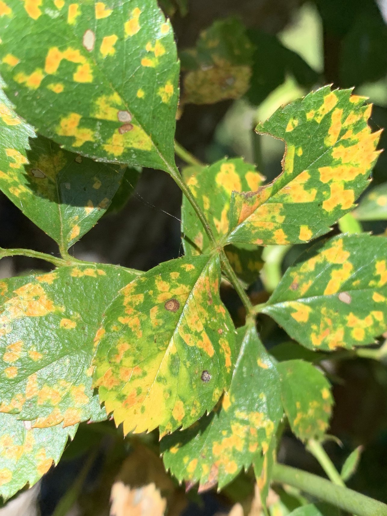 Orange to brown spore pustules (sori) on the underside of the leaf.