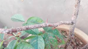 Scale insects: small brown, grey, or white bumps fixed firmly to stems and canes that do not dislodge with light touch.