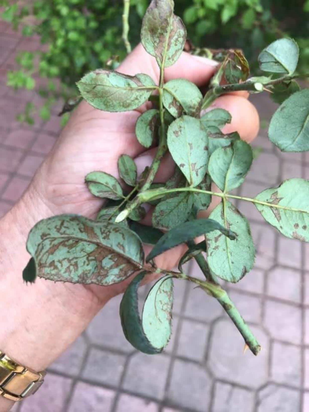 Diffuse dark brown blotches on the upper surface of mature leaves.