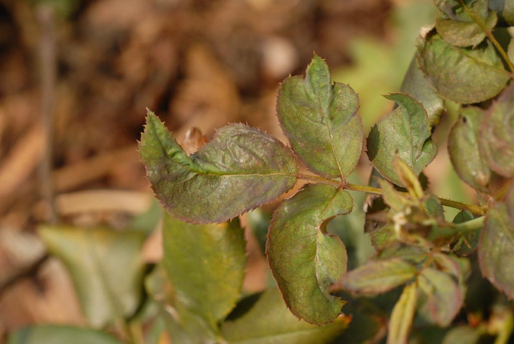 Discoloured leaves with persistent scarring after thrips feeding.
