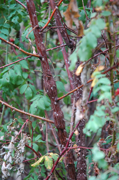 Bark splitting and drying out over the lesion.