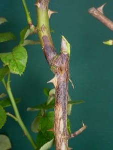 Bark splitting and drying out over the lesion.