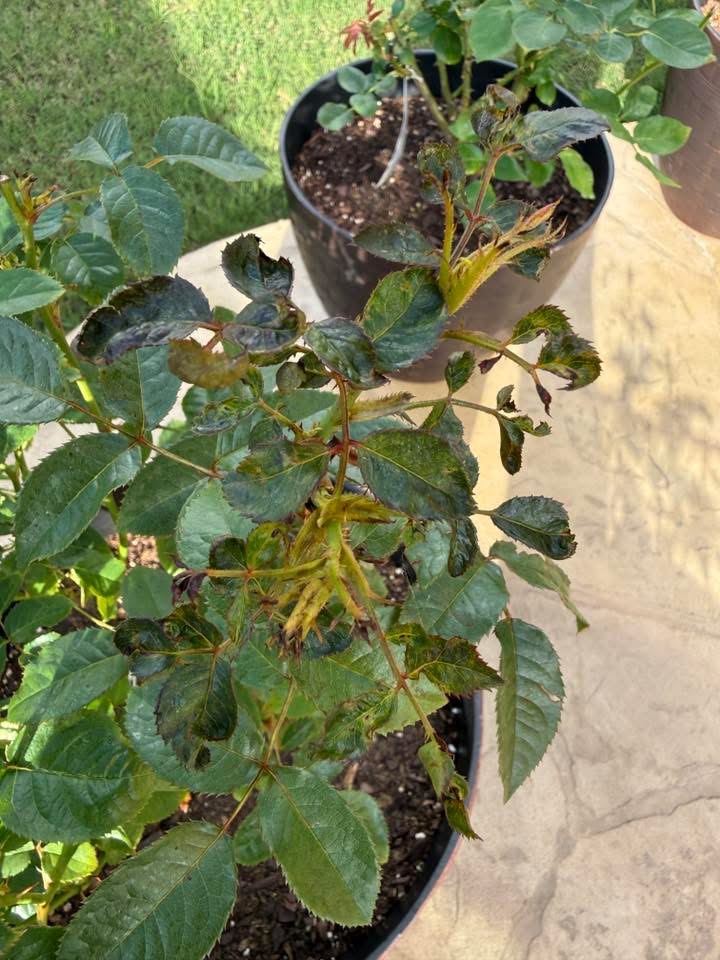 Tip dieback where thrips feeding pressure is heaviest.
