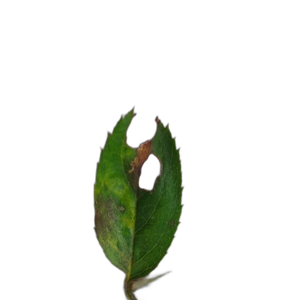 Leaf Cutter