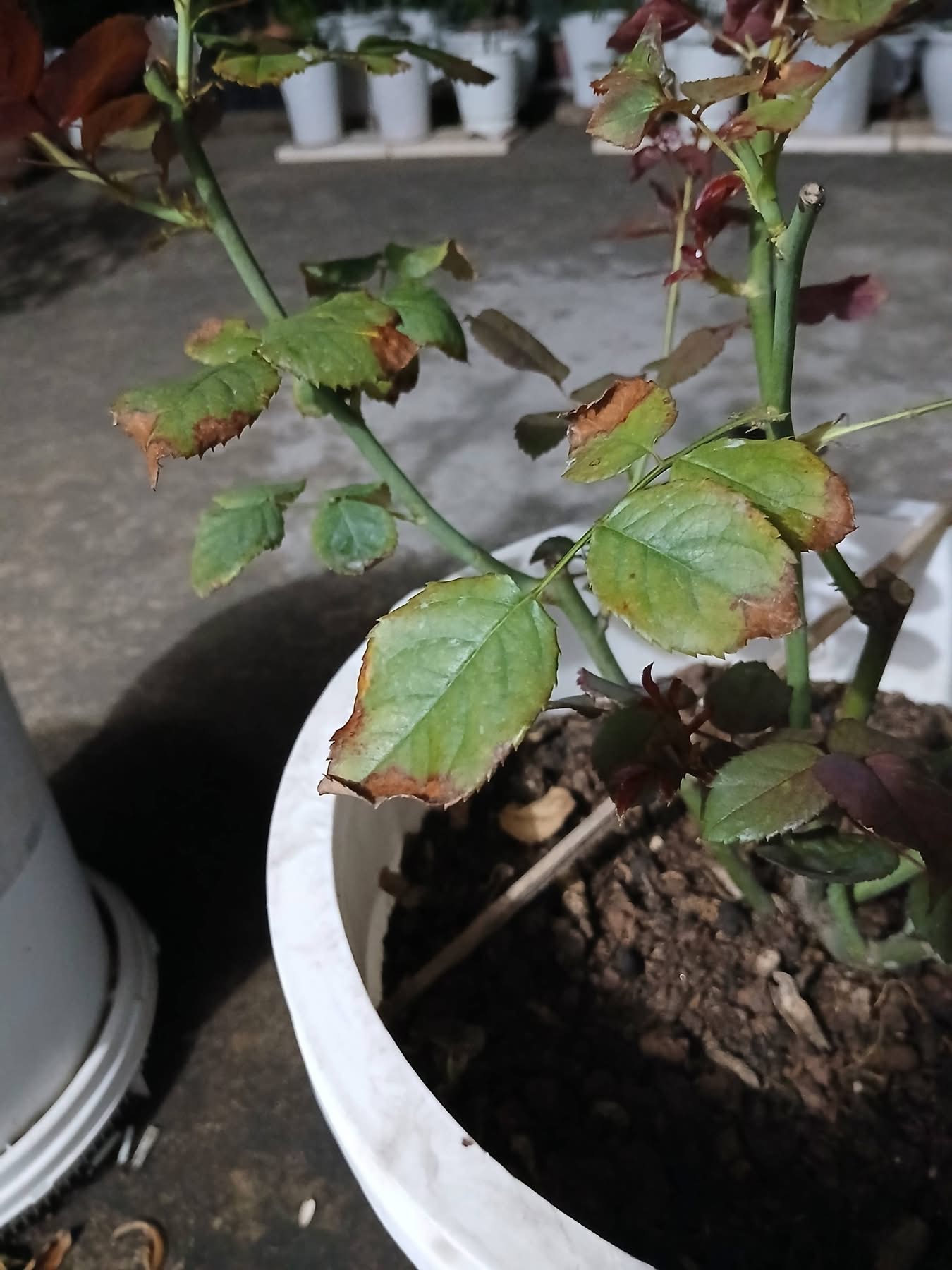 Brown, dry leaf-edge necrosis advancing from the margin towards the midrib — most pronounced on older leaves
